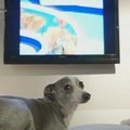 Prabangiame viešbutyje šunims - SPA procedūros ir asmeniniai virėjai