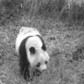 Kinijos Pingheliango gamtos rezervate nufilmuotos laukinės pandos