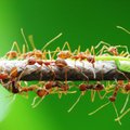 Gamtininkas: skruzdėlėms, kaip ir žmonėms, būdinga rūpintis artimaisiais