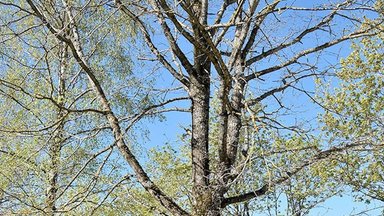 Ilgai lauktas asfaltas apkarto: neteks medžių, su kuriais užaugo kelios kartos