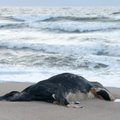 Baltijos jūra išmetė 11 negyvų karvių