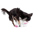 Kaip atpratinti šunį nuo „jodinėjimo“ ant žaislų ir šeimininko kojos?