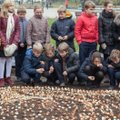Bernardinų sode pasodinta 80 tūkstančių tulpių