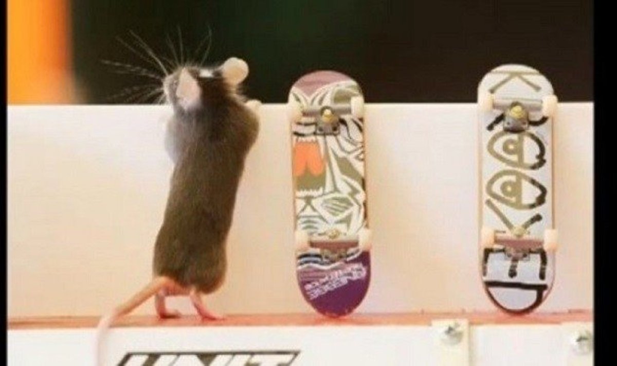 Australo ištreniruotos pelės moka važiuoti riedlente
