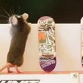 Australas išmokė savo peles važinėtis riedlentėmis