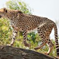 11 metų gepardo patelė pagerino pasaulio sausumos bėgimo rekordą