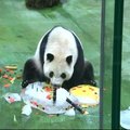 Taipėjaus zoologijos sodo panda atšventė 6-ą gimtadienį