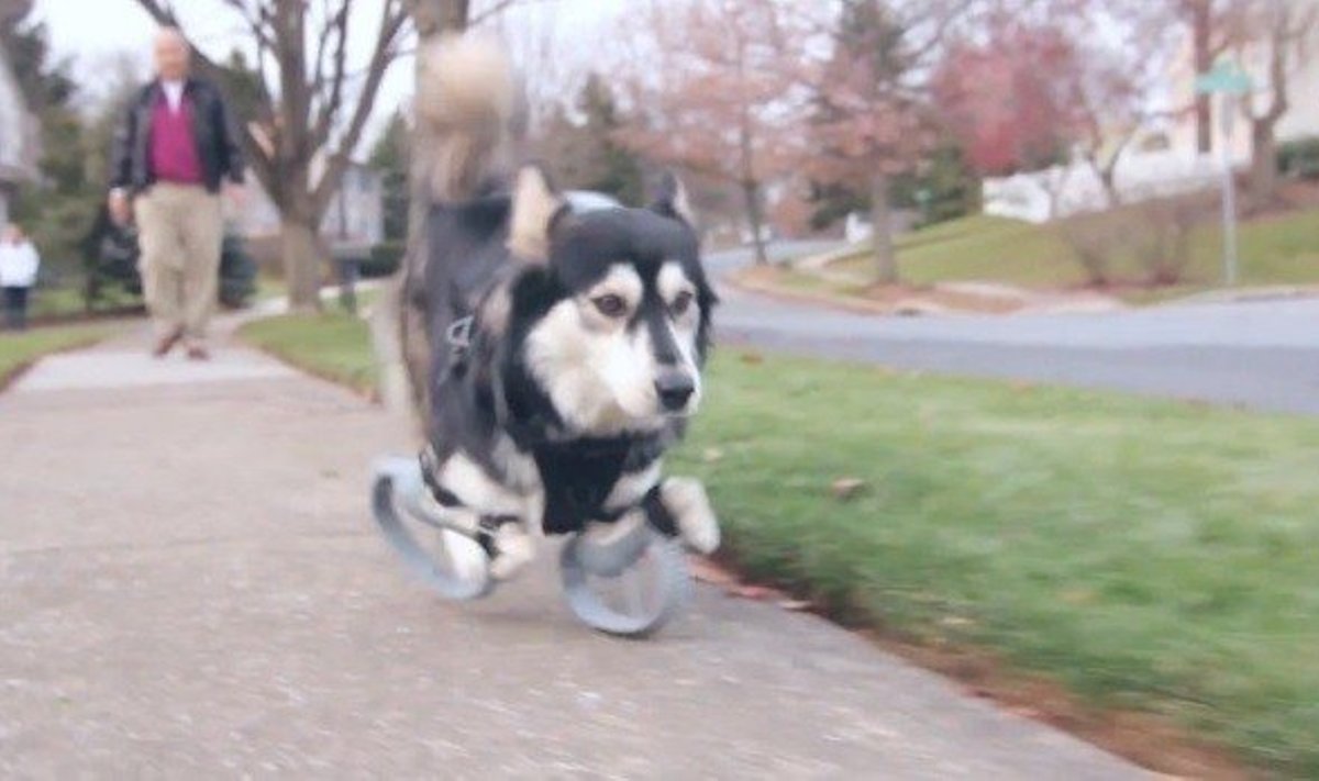 Šuo gali bėgioti protezų pagalba