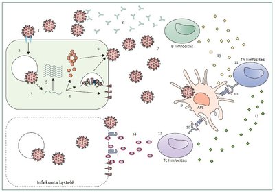 SARS-Cov-2 infekcija ir imuniteto susiformavimas.