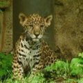 Filadelfijos zoologijos sodo lankytojai susipažino su jaguaro jaunikliu