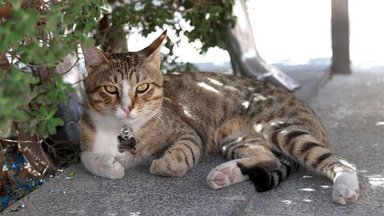 Главный мышелов резиденции на Даунинг-стрит кот Ларри нашел друга