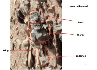 Teigia, kad šios nuotraukos įrodo, jog Marse yra gyvybė