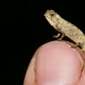 Mokslininkai aptiko saulėgrąžų sėklos dydžio chameleoną