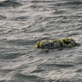 Lamanšo sąsiauryje nuskendus migrantų laivui žuvo šeši žmonės