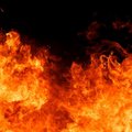 Kėdainių rajone per gaisrą fermoje sudegė buliai ir veršeliai