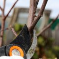 Kaip tinkamai pavasarį genėti obelis ir kaip atskirti šakas, kurias reikia nupjauti