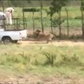 Nušautas žmones puldinėjęs liūtas