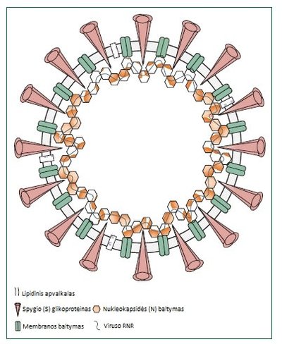COVID-19 viruso struktūra