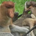 Indonezijos safario parkas pristato tris naujas gyventojas – ilganoses beždžiones