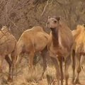 Ištroškę kupranugariai nusiaubė Australijos provincijos miestą