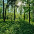 Japonų gydytojas apie žmogaus ir miško ryšį: mūsų organizmas atkartoja gamtos ritmus