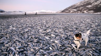 Тысячи селедок выбросились на пляж Норвегии