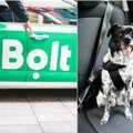 Neįprastas įvykis Vilniuje: šuo pridergė „Bolt” automobilyje, keleivė paspruko