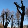 Panevėžiečius sutrikdė miesto medžių genėjimas: paliekami „velnio ratai“