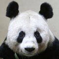 Belgijoje Kinijos paskolinta panda atsivedė jauniklį