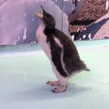 Meksikoje iš kiaušinio išsirito pirmasis pingvinas
