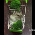 Nauja interneto sensacija – brokolį dorojantis žiurkėnas