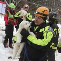Italijos gelbėtojai lavinos palaidotame viešbutyje rado tris gyvus šuniukus