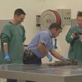 Australijoje nugaišo pusšimtis ruonių