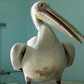 Su vištomis Rokiškio rajone išdidžiai vaikštinėjo pelikanas