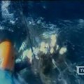 Prie Australijos krantų iš tinklo išgelbėtas banginis