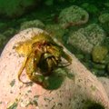 Kamčiatkos krabų beieškant: filmuoti povandeniniai kadrai