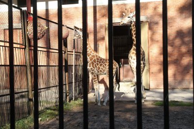 Zoologijos sode pristatyta naujoji žirafa