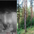 Ukmergės rajone vaizdo kameromis užfiksuota meška