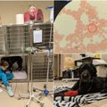 Žiema erkių neišgąsdino: veterinarai susirūpinę, kad erkių ligos gruodžio pradžioje „jau tapo norma“