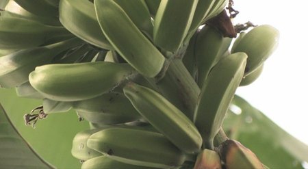 Į Lietuvą atvežami žali bananai