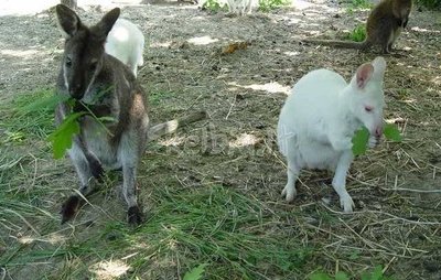 Naminės nykštukinės kengūros, pardavėjo teigimu, specialiai veisiamos auginimui namuose (Skelbiu.lt nuotr.)