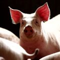 "120s": Consequences of swine fever and fierce battles in Ukrainian cities