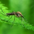 Mianmare stebimas didžiausias per septynerius metus Dengės karštinės protrūkis
