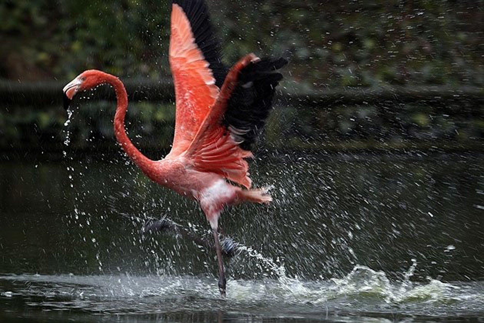 Nuotrauka: flamingas iš tūkstančio flamingų - Delfi grynas
