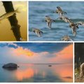 Gamtos dienoraštis: išskrendantys paukščiai ir įspūdingi Baltijos viražai