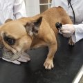 Šunų gelbėjimo operacija: sulysę, baikštūs, ligoti