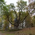 Stelmužės ąžuolas dalyvauja Europos 2017 metų medžio konkurse
