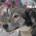 Alpėse vyko šunų kinkinių varžybos