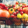 Sodininkė atvirai apie pomidorų veisles: kurias būtinai augins kitais metais, o kurios visai nepasiteisino