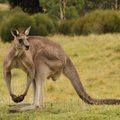 Mokslininkai: kengūrų patelės partnerius renkasi pagal jų bicepsų dydį